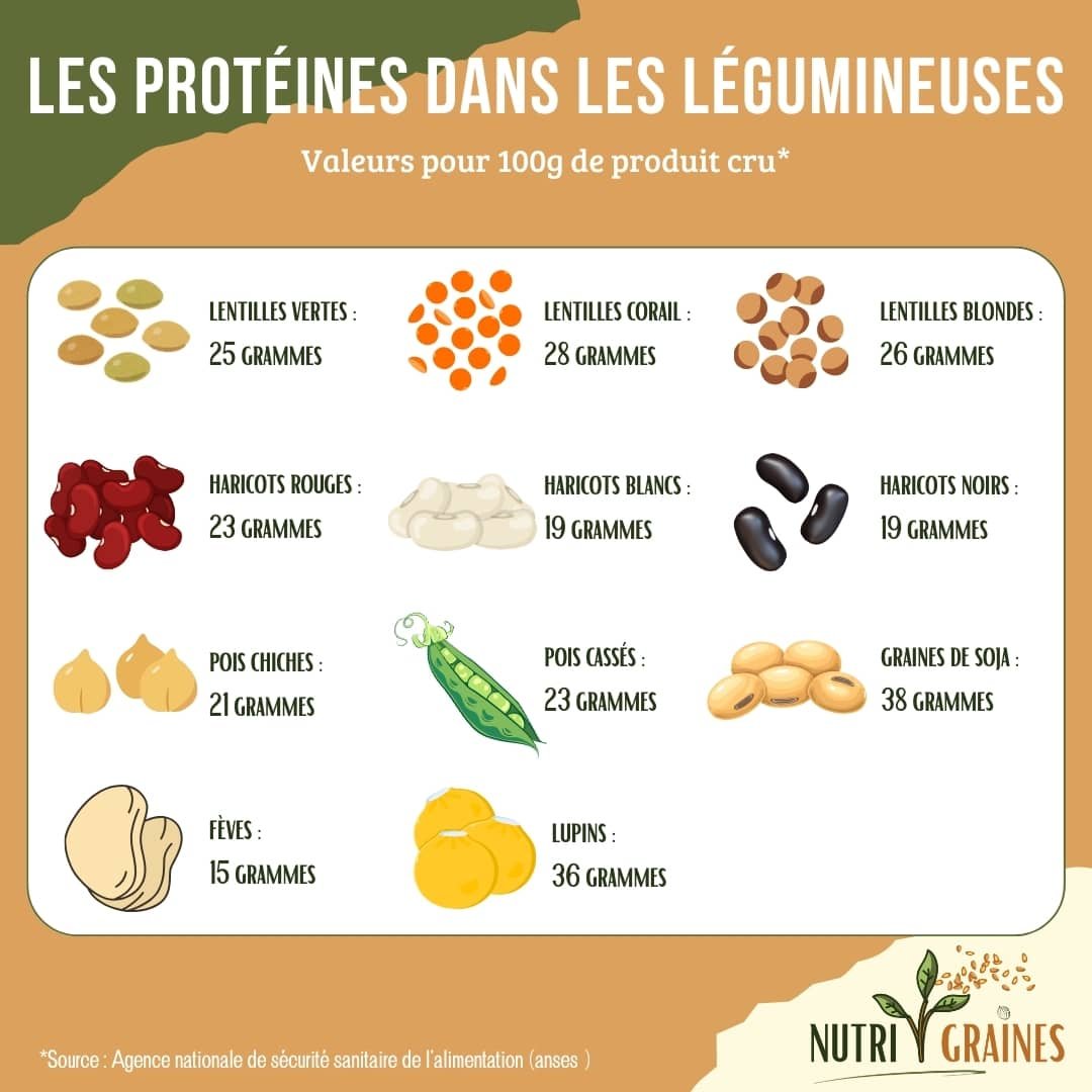 protéines végétales dans les légumineuses et légumes secs