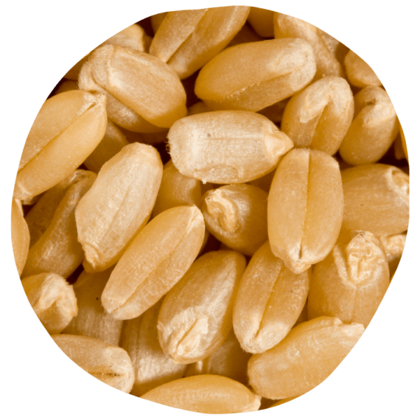 Du blé dur aux pâtes Tout savoir de cette céréale — free download