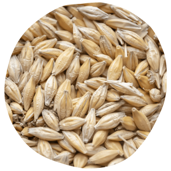 Orge perlé, mondé, brassicole tous les usages de cette céréale