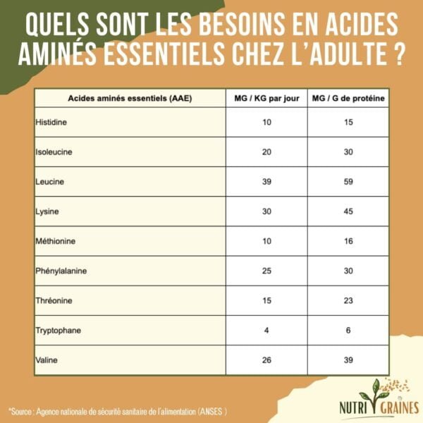 Protéines et acides aminés: Les points importants à connaître