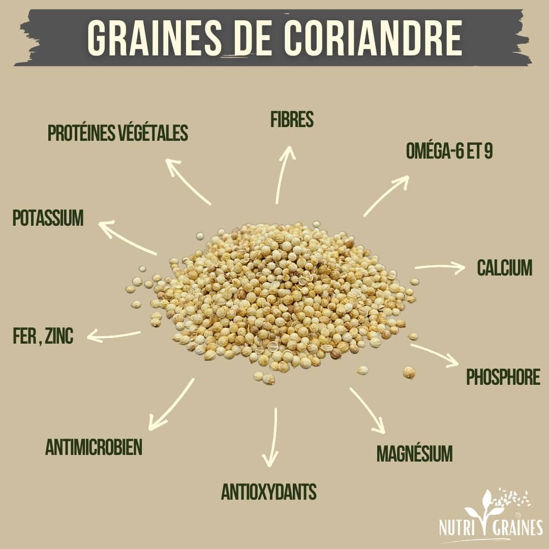 graines de coriandre infographie