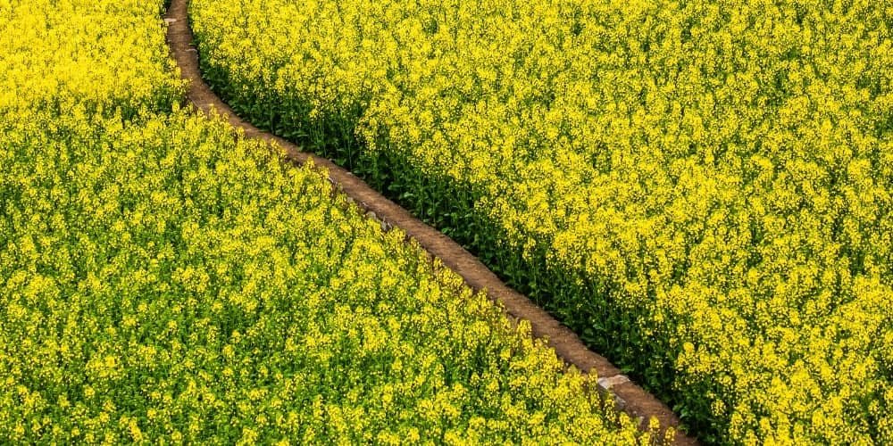 champ de moutarde en pleine floraison