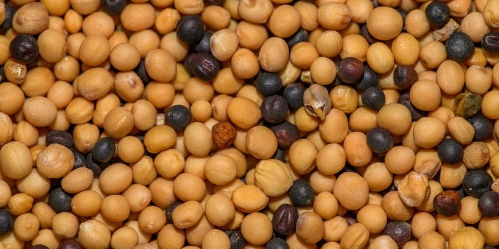 graines de moutarde