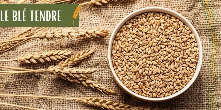 Tous Savoir Des C r ales Nutri Graines tous-savoir-des-c-r-ales-nutri-graines
