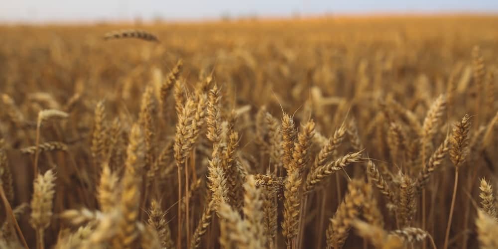 Champ de blé tendre avec des épis proches de la récolte