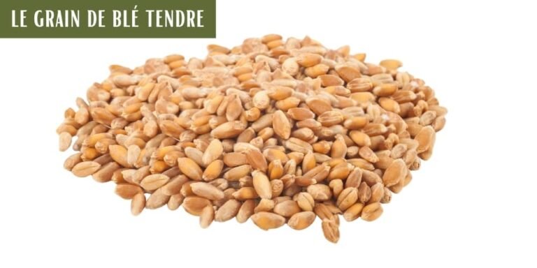Les Graines De Bl