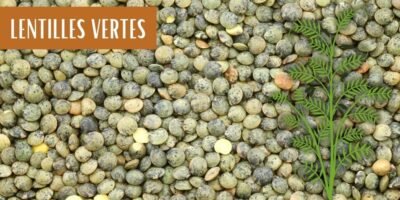 Les lentilles vertes : Tout savoir de ces légumineuses