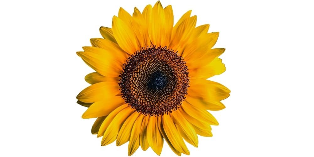 tournesol