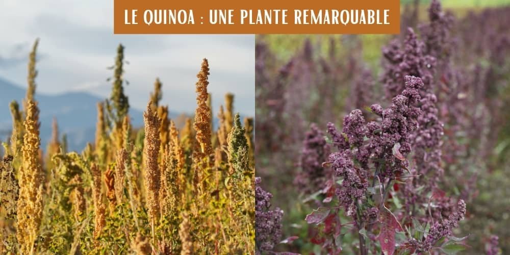 champ de quinoa