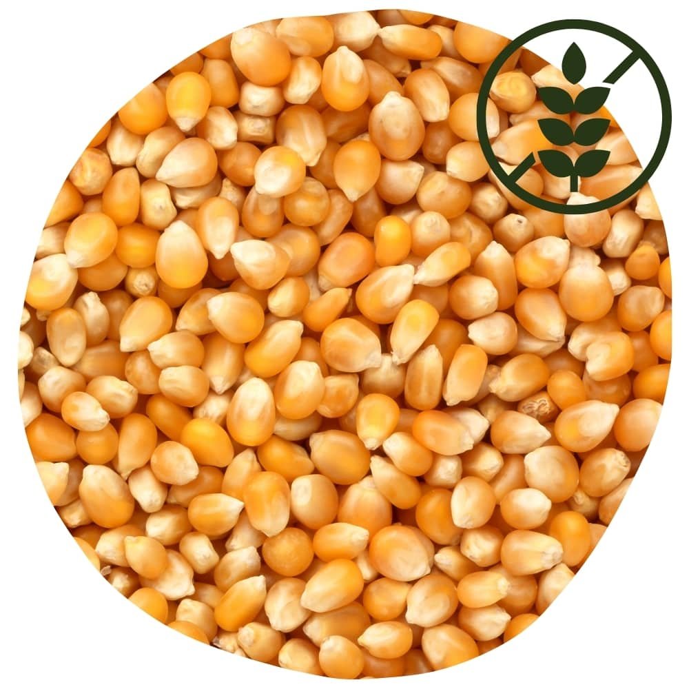 10 aliments sans gluten : le maïs