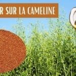 Graines et huile de cameline : un trésor nutritionnel à (re)découvrir en 2025