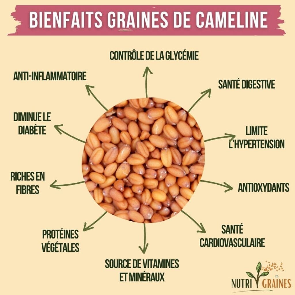 bienfaits des graines de cameline pour la santé