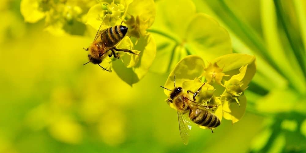 abeilles sur des fleurs