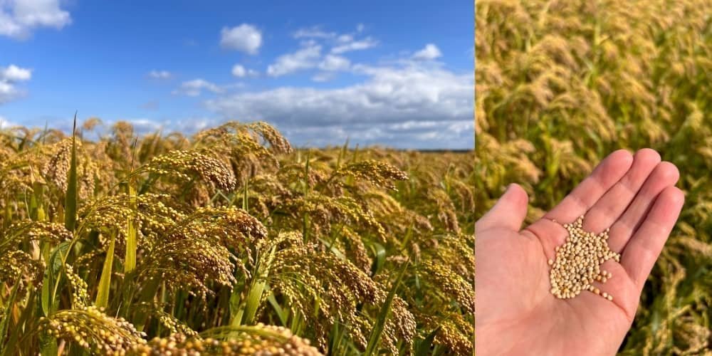 alimentation durable : l'intérêt d'un retour des céréales anciennes