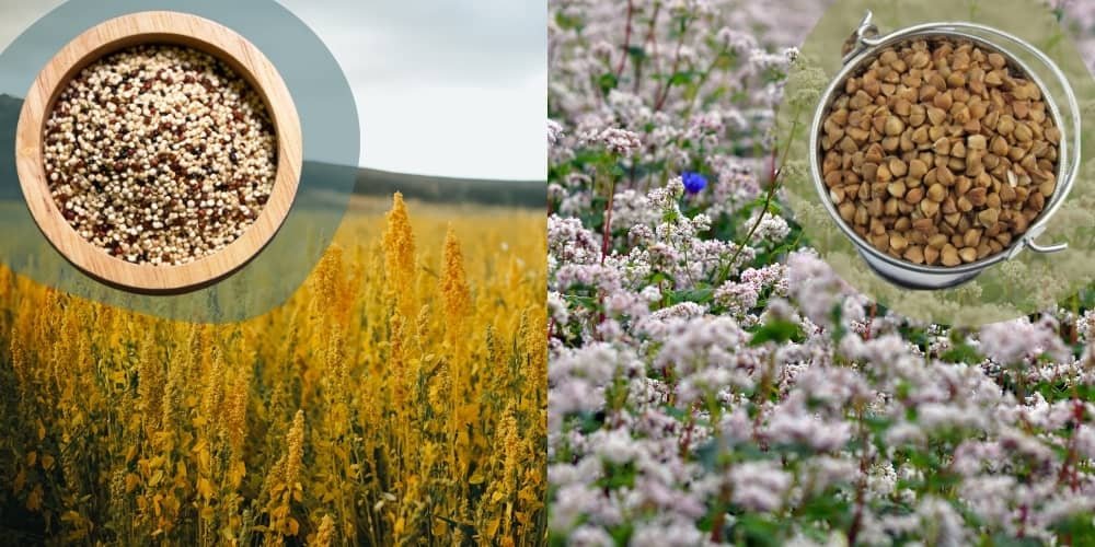 Quinoa et sarrasin : 2 pseudo-céréales qui ont une place à jouer dans l'alimentation durable