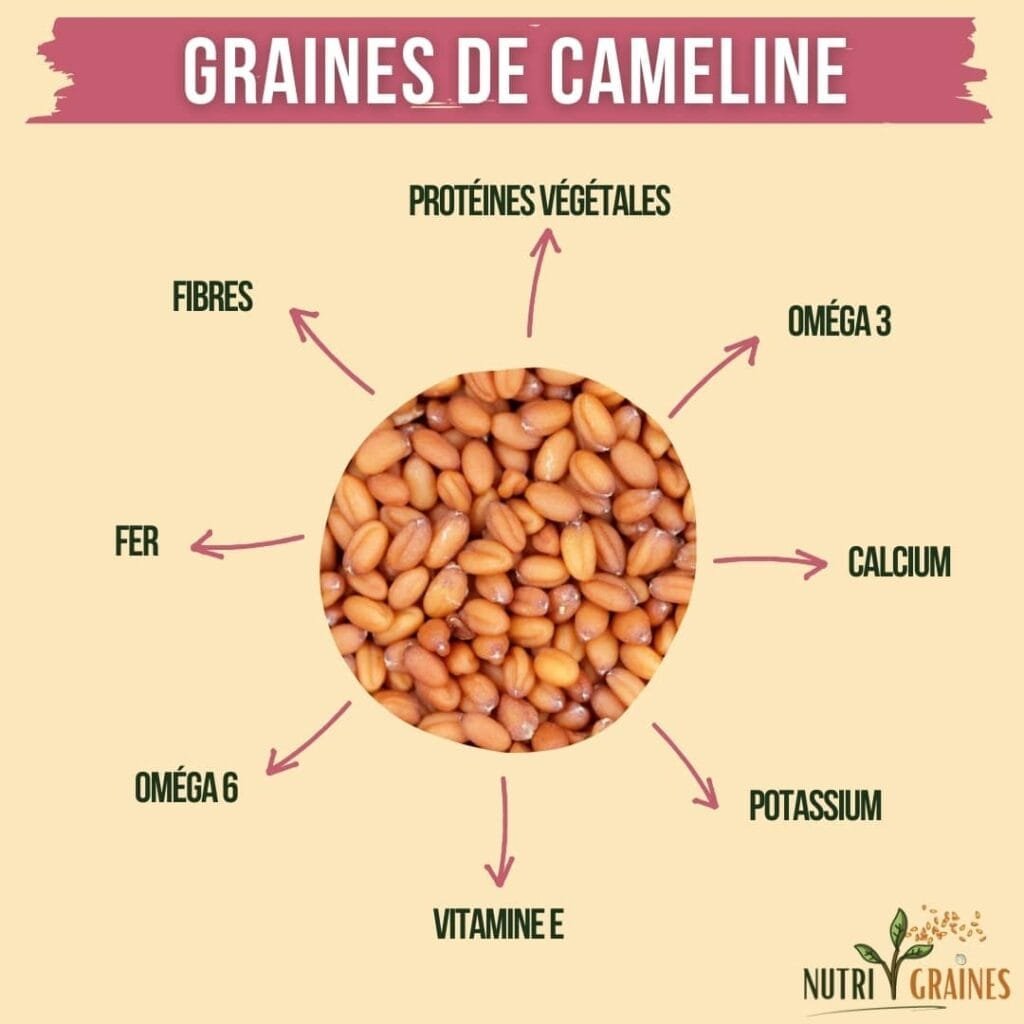 graines de cameline