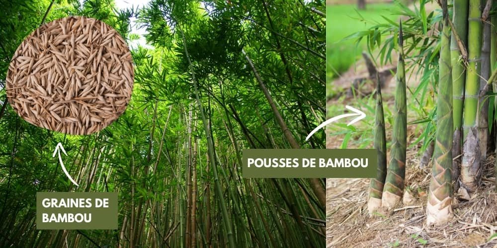 bambou, graines de bambou et pousses de bambou