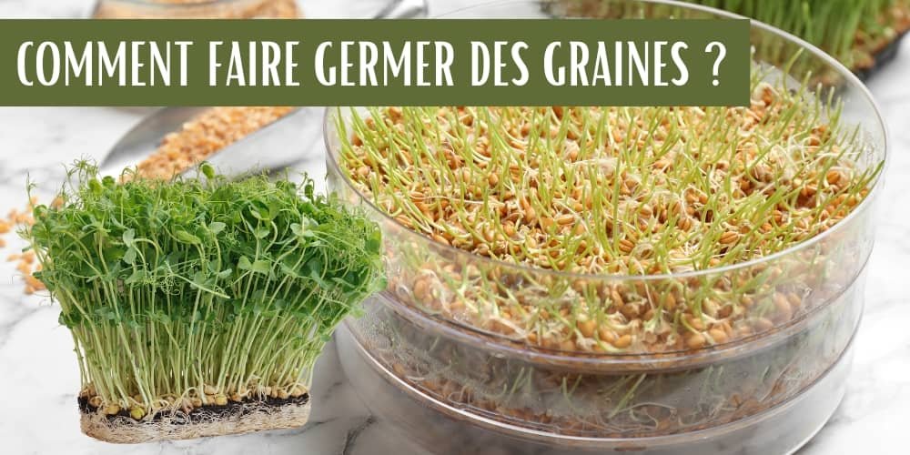 comment faire germer des graines à la maison ?