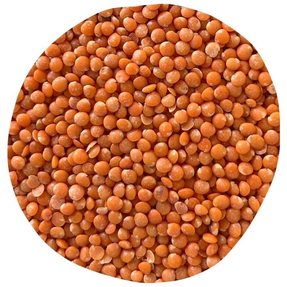 lentilles corail