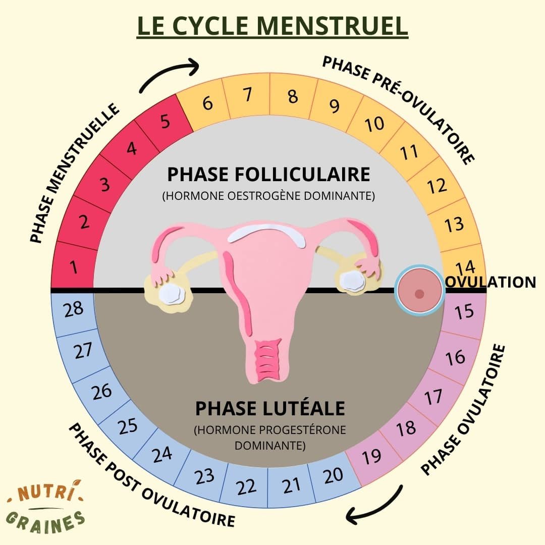 le cycle menstruel et les différentes phases