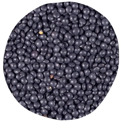 graines de lentilles noires