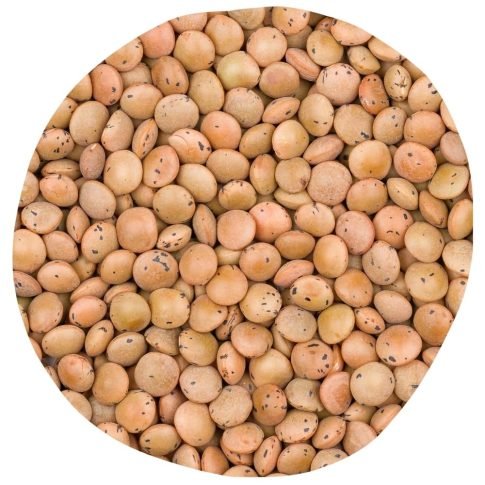 graines de lentilles blondes